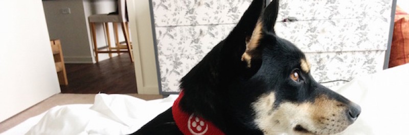 Иллюстрация: Перевод статьи How I Taught My Dog to Text Me Selfies, автор – Greg Baugues